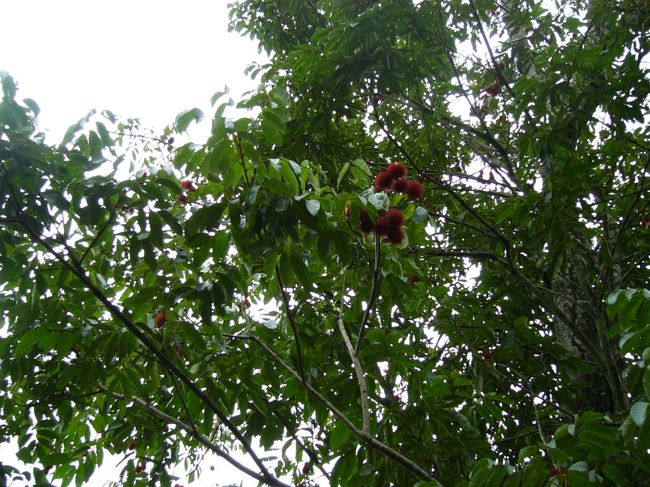 見えますか？ランブータンがなっているんですよ〜ランブータン食べたことありますか？おいしい果物です。こんな風に木になっているなんで・・・・知らなかった。