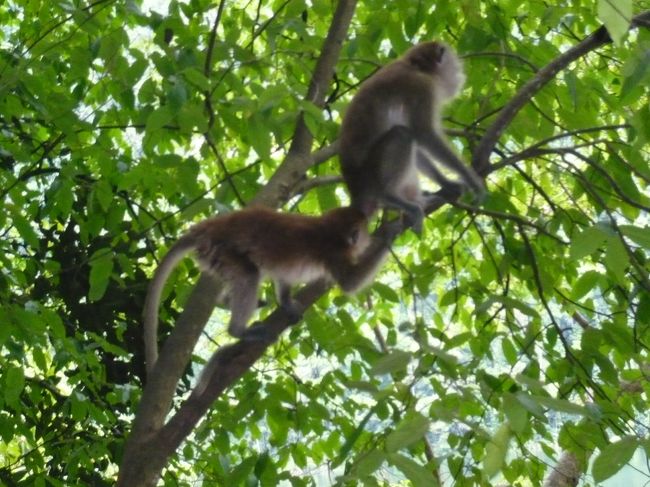 船を降りて１０分あまり山の中を歩くと、子宝に恵まれるというダヤンブンティン湖が見えてきました。<br />途中サルがいたるところにいて、ツアー客の荷物を狙っています。<br />実際に７ｕｐをかすめ取り、石で缶に切り込みを入れて飲んでいるサルを見かけました。サル恐るべし。