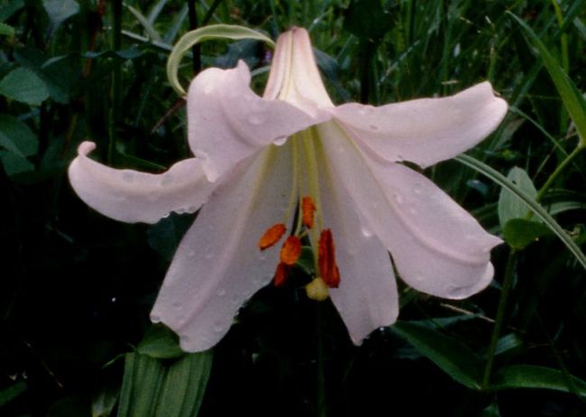 この花には「はかなさ」を感じる。<br />実際減っているので撮影地は軍事機密。