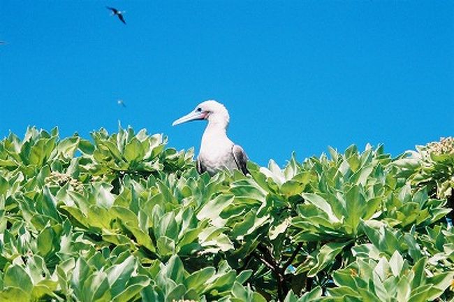 テティアロアの島のひとつに、サンクチュアリがありました。ヒナもいましたよー。