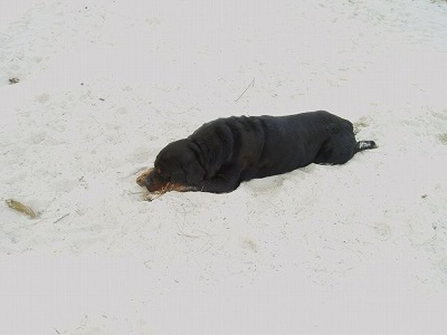 ワンコもいました。<br />暑くてのびてます。