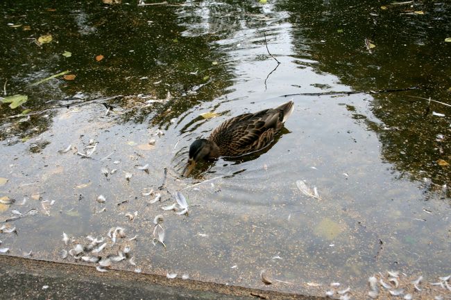 王宮裏の公園の鴨。