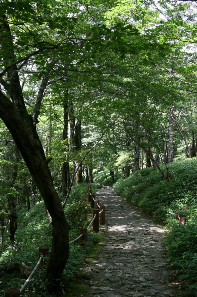 ８月２５日（土）１日目<br />バスでお昼頃に着き駐車場でビックリ!!<br />車と人がた〜っくさん！<br />９月から西大台が人数規制されるってことでみんな西大台に行くんだろうってことで、今日は初めての東大台へ。<br />東大台は歩きやすくって整備されているところってイメージでしたが。。。<br />甘かった。東大台すまん。<br />