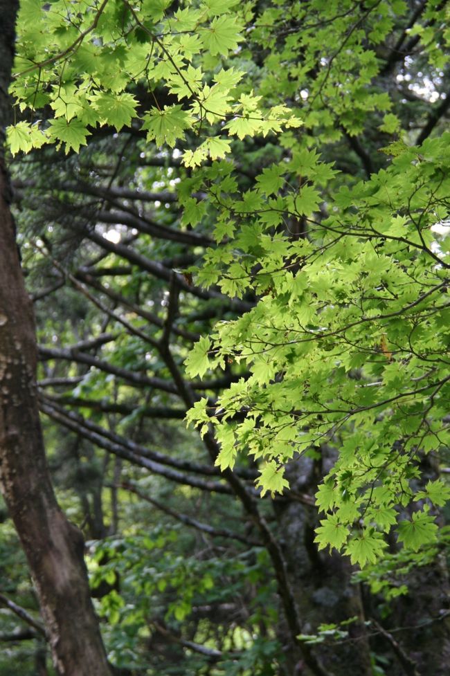 光のシャワーが木々や葉をきれいに輝かせてくれます。