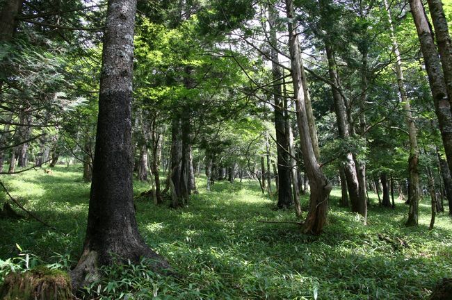 鳥の鳴き声や風の音を聞きながらてくてく。<br />途中、山の冷たい水で喉を潤し最高の山歩きです♪<br />しかし。。。