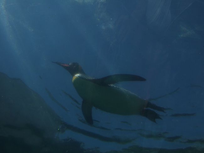 　おお、頭上にぺんぎんが。自由自在にとんで（泳いで）います。