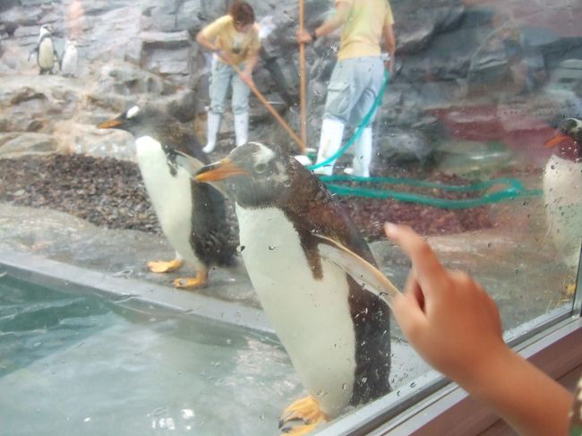 　水中トンネルをぬけたあとは、ガラス越しにペンギンさんと対面。こんな近くにきてくれます。