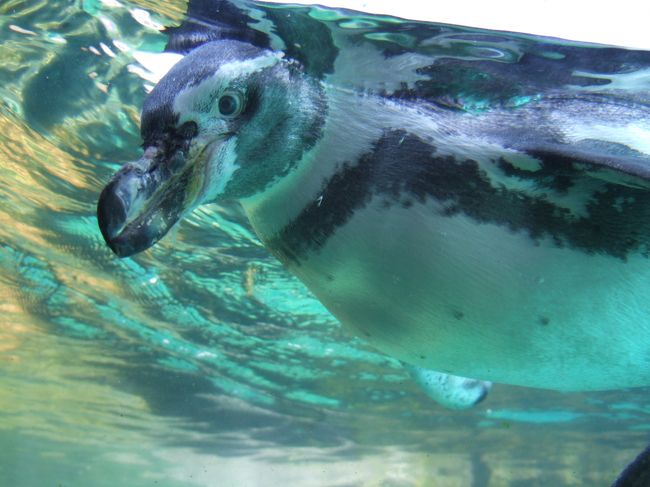 　ペンギンさん、ど・あっぷ