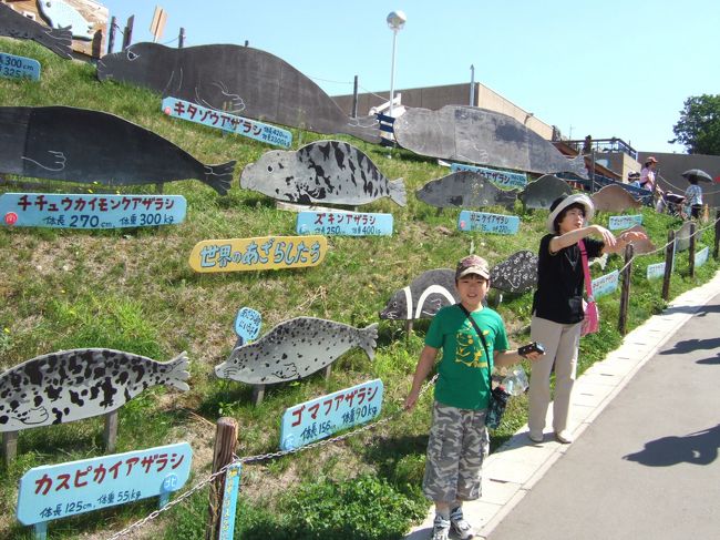 　あざらし館にもたくさんの列。なので、後回し。<br />　外にはあざらしの大きさ比べ。大きいゾウアザラシは本当に巨大！　っていうのが実感でわかります。こういうところが旭山動物園の「らしい」ところですねえ。