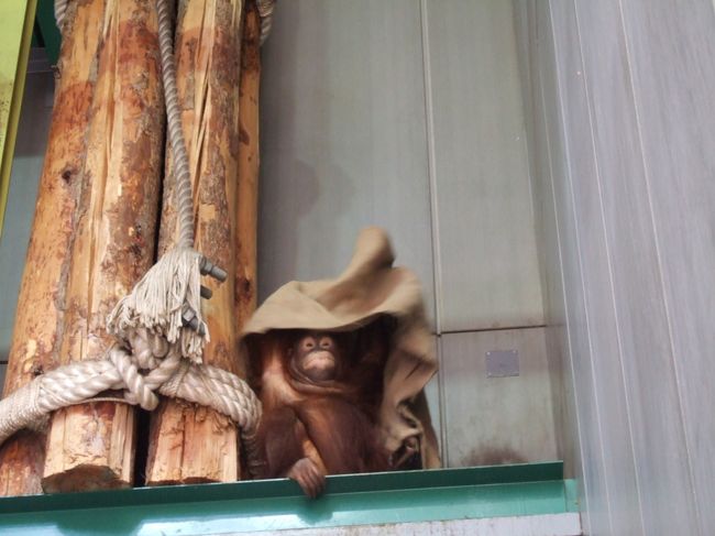 　オランウータン館。外にもロープやらはりめぐらされた遊び場があるのですが、暑い日ですので彼らも建物の中。それでもいろいろ愛嬌のあるところを見せてくれました。このチビくんは、袋をかぶったままゴゾゴゾ・・　ぱっと外に顔をだしたところをパチリ。