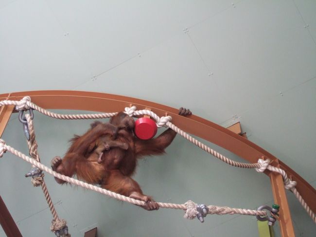 　こちらのお母さん。赤ちゃんをだっこしたまま綱渡り。すごい！