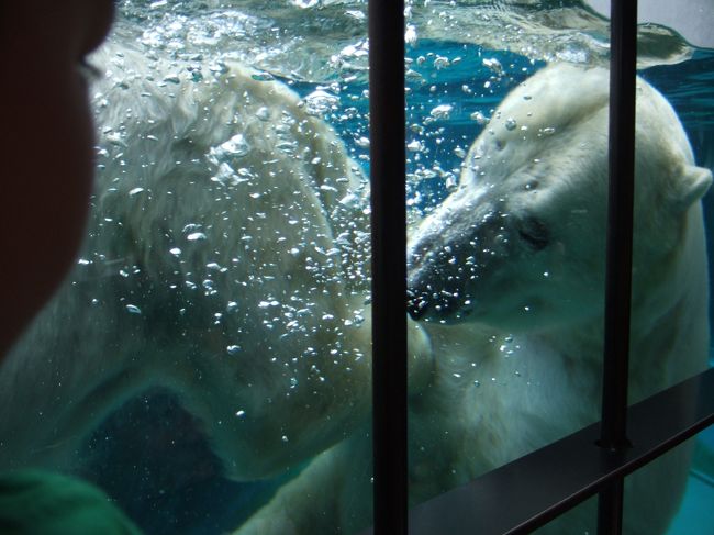 　とびこんだ！　うわあ〜。<br />　水の中のクマさんは、動きもすろーもーしょんで、まるででっかいぬいぐるみ。おもしろーい。