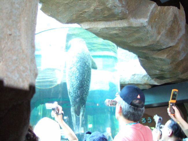 　さあ、あとはアザラシ館だけです。４５分待ちとかかれていましたが、並びました。結構思ったよりは早く館内に入れました。<br />　しかし、アザラシ君たち、なかなかおりてきてくれません。おりたと思ったら「はい、今見た方々は交代してくださーい」