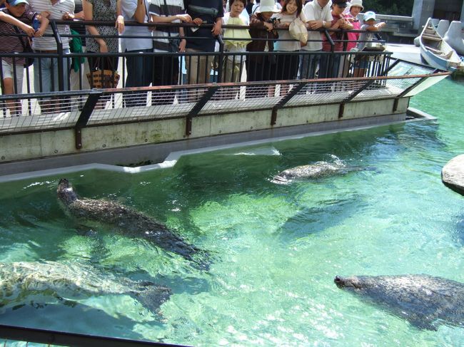 　館の外から見るアザラシもなかなかよかったです。すいーすいー、泳ぐのですが、ターンしたあとラッコのように背泳ぎ態勢ですいー。今度は横泳ぎ態勢ですいー。