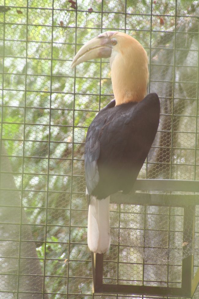 パプアニューギニアの旅?最終章～ついに極楽鳥とご対面