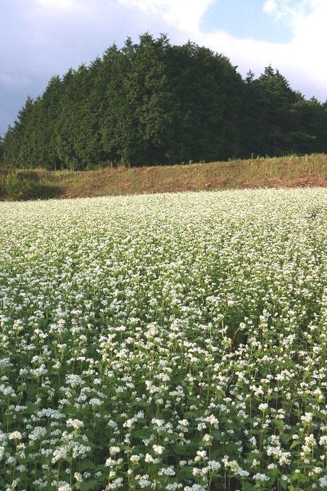 車で岐阜 中津川 椛の湖 そばの花 中津川 岐阜県 の旅行記 ブログ By シベックさん フォートラベル