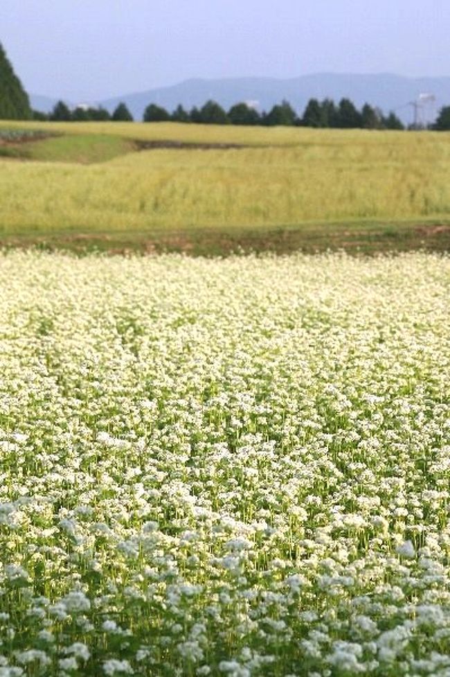 車で岐阜 中津川 椛の湖 そばの花 中津川 岐阜県 の旅行記 ブログ By シベックさん フォートラベル