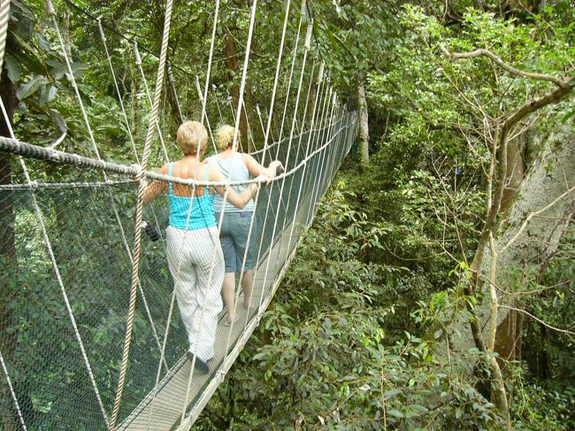 ポーリン温泉近くにあるキャノピーウォークです。ちょっと揺れるけれど、私は楽しかったな。でも、下を見ると怖いです。。。。