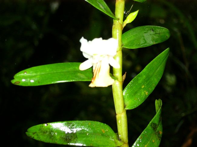 続いては植物園へ。しかし、土砂降りの雨が降ってきたんです。それでも、合羽でがんばる。こちらはガイドさんお勧めのサンタクロースの蘭です。小さな花なんですけれど、この形はサンタのおじさん！