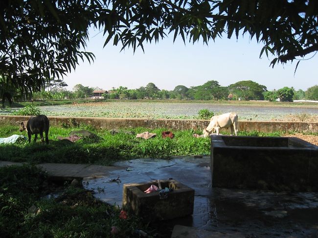 快適な宿を確保できたし、生ビール屋さんも見つけた。散策して楽しい町(写真は貯水池と水浴び場)。だけど……<br /><br />探索しようとする力が出ない。<br />好奇心が飽和しかけているみたい。<br /><br />ミャンマーは不思議な国で、一度来るとはまってしまう人がたくさんいる。僕もそう。<br /><br />滞在期限が10日を切ったところで、やっとミャンマーに飽き始めることができた自分に気付き、驚いて、そしてほっとした。