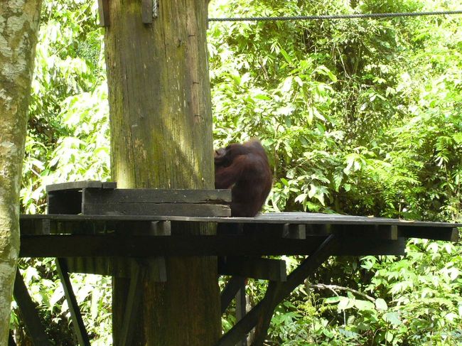 午前１０時にえさが与えられるんですが、９時３０分過ぎには最初のオランウータンが来ました。夏はフルーツがふんだんにあるので、オランウータンが来ない場合もあるとか。今日は来て良かった♪