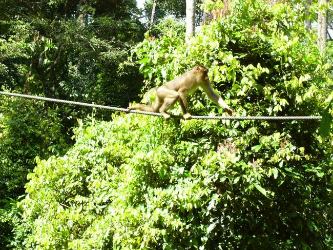 ロープを伝ってえさ台にオランウータンが集まってきます。