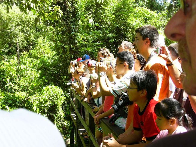 オランウータンを見に世界中からたくさんの人が集まっています。暑さも忘れちゃうくらい。