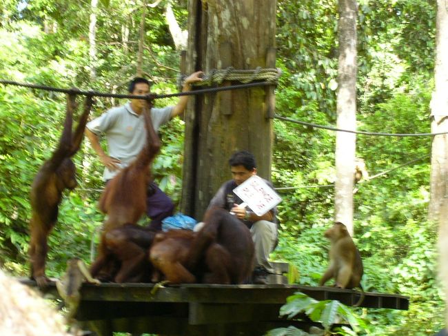 １０時になると係りの人が来てえさを与えます。大体はバナナらしいんですが、この日はマンゴスチンでした。係りの人が持っている札には「静かに」みたいなことが書いてあります。