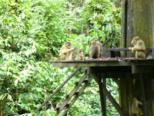 オランウータンが去ってしまった後でも猿がおこぼれをもらおうとたむろっています。ちゃっかりしてます。