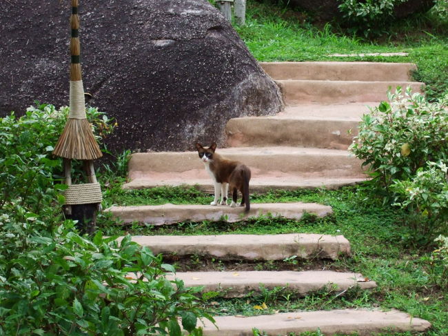 帰りには猫がいました。