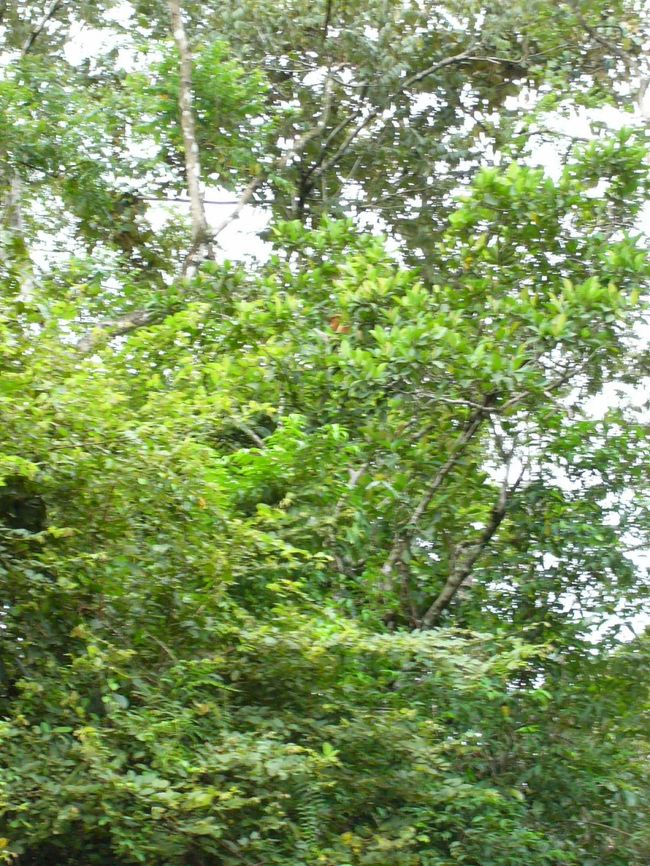 何かがいました。何だろう？ボートから見ると動物がどこにいるのかよく分からないんですが、レンジャーというか、ガイドさんが鋭い目で見つけます。これは・・・・たぶんテングザルです。