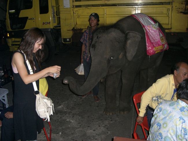 象にさとうきびあげたー♪<br /><br />可愛い☆☆