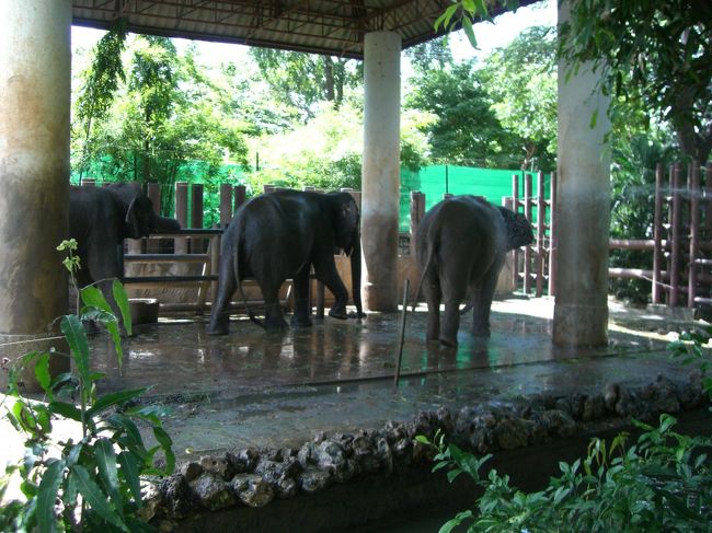 象の写真♪♪<br /><br />タイといったらやっぱり象☆