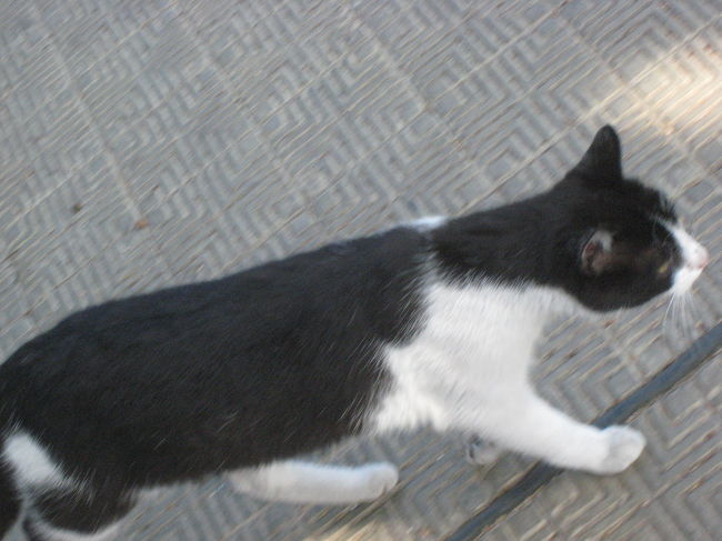 猫も観光客もいます。