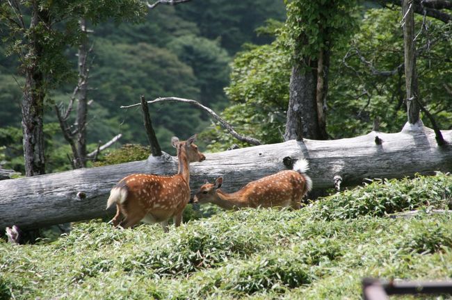 鹿君発見！人に慣れているらしく、人がいても気にしないでご飯を食べてます。ただそれなりの距離はたもっているみたいだけど。