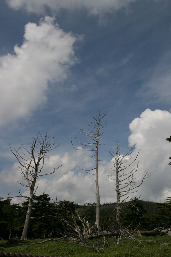 正木ヶ原。大台ケ原の写真でよく見かけてはいたんですが。。。思っていたよりもかなり広く森がなくなっていてかなりショックでした。<br />