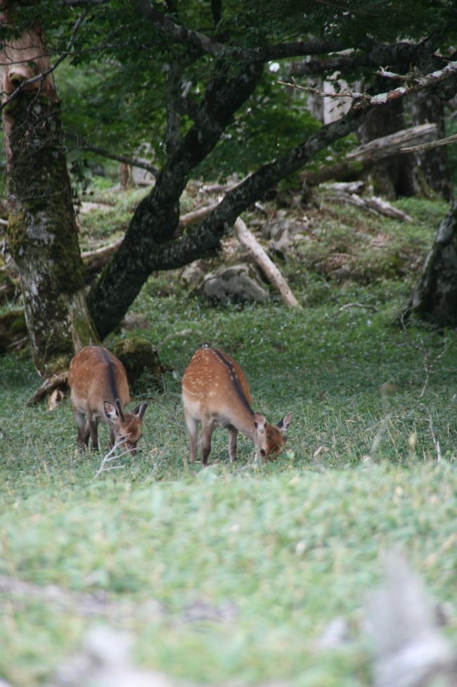 また鹿君達に遭遇。最初はめずらしく見つけた時はうれしかったんだけど、何度も見かけるとうれしさ半減（ごめんよ〜）<br />