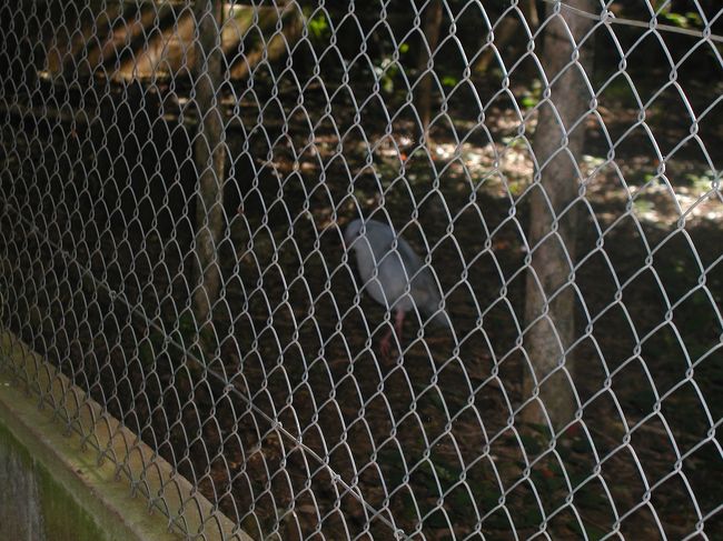 カグーは夜行性です。キューイと共通性があります。