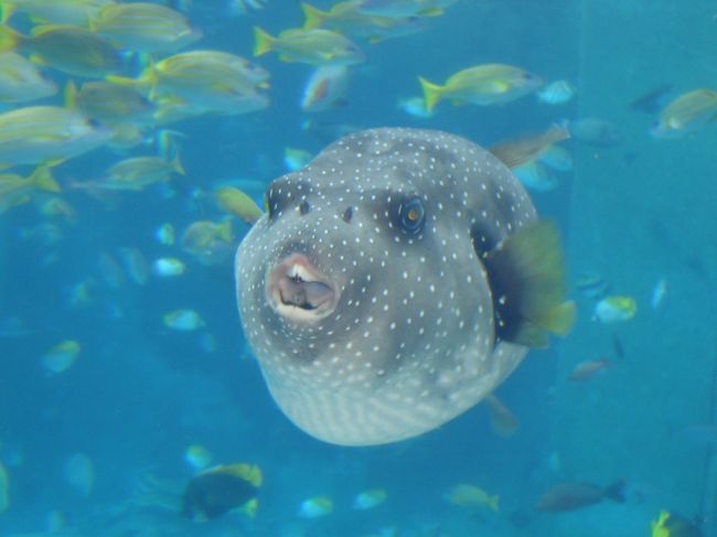 ちゅら海のハリセンボン。<br />いや、フグかな？<br />