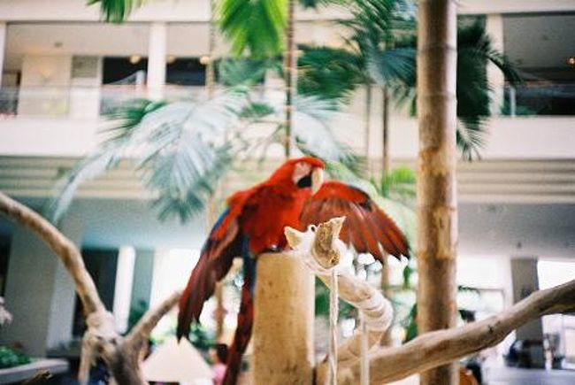 ホテルの鳥です。<br />時々飛んでます