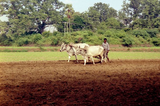農作業はいまでも人と牛馬が主力