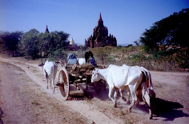 暑いけどレンタチャリでぐるぐるが最高だ