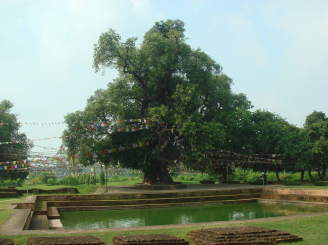 翌日、橋の封鎖の原因がわかった。。。 <br />バスが男性をはねて死亡させたらしい。。。 <br />その男性は家族で唯一の稼ぎ頭で、家族は日本円にして100万円を要求したらしいが、バス会社は20万円しか出さず、住民が怒って橋を封鎖したり、バスを襲撃してたようだ。。。 <br /><br />俺もこの国でバスにはねられたら、20万しかもらえないのだろうか？？？ <br /><br />翌日はまだ封鎖されたままだったので、また6ｋｍほど歩かされることになった・・・ <br />男性もかなりの被害者だが、健全な旅行者の俺もかなりの被害者だろう。。。 <br /><br />ルンビニの印象は星と蛍と疲れ・・・ <br />ブッタの生誕地なのに・・・<br />