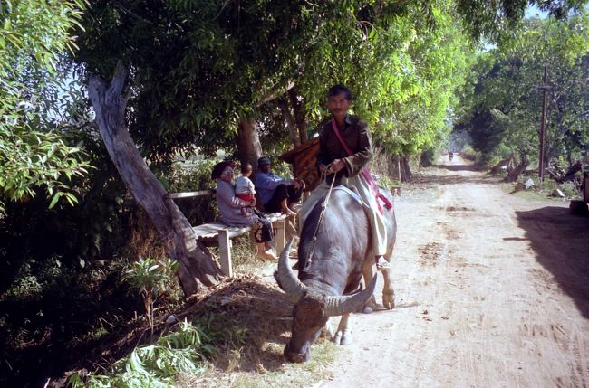バッファローは農耕、移動用と貴重だ