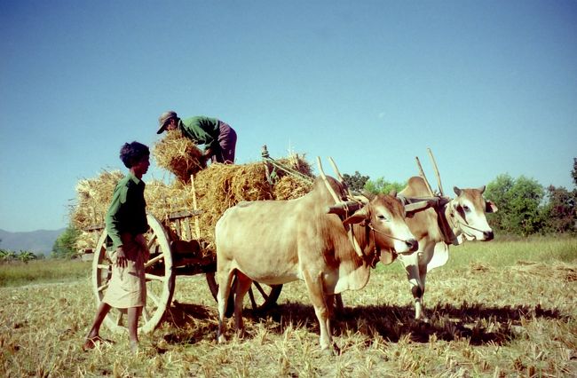 脱穀を見ていたら饅頭をもらった。写真を恥ずかしがった娘たち