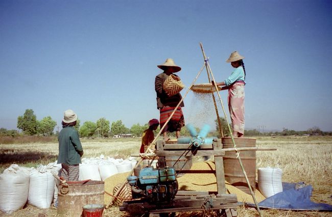籾を選別している