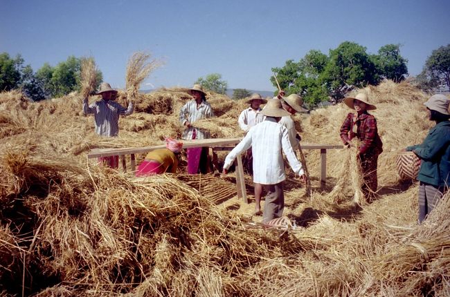 一家総出の農作業は楽しそう