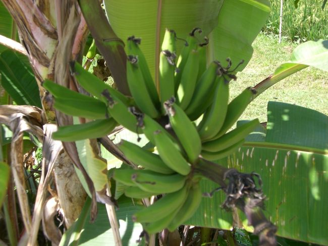 バナナが木になってたーー♪♪