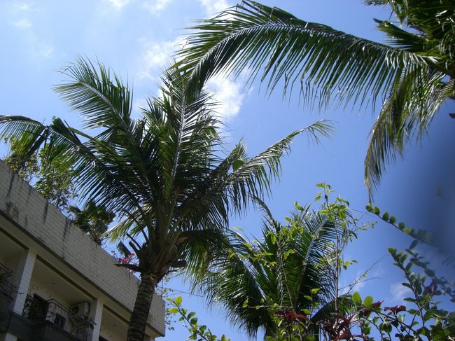 バリのやしの木＆おひさま◎<br /><br />