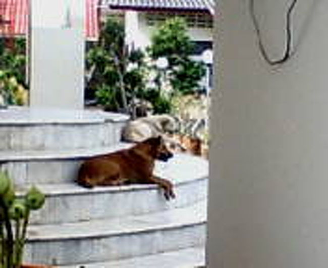 お寺に番犬のように、狛犬のように堂々と待ち受ける野良犬。<br />狂犬病がこわい。